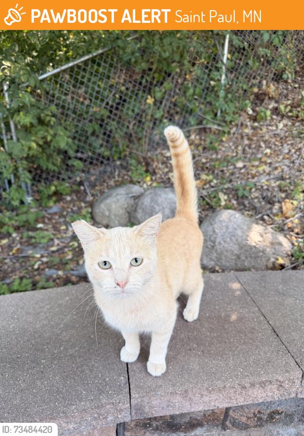 Found/Stray Female Cat last seen Near County Hwy 36, St Paul, MN 55106, Saint Paul, MN 55106
