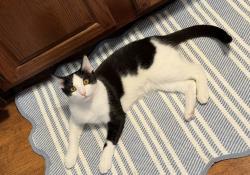 Reunited Male Cat last seen Wyoming St, Virginia Ave, Highland Ave, Dayton, OH 45410