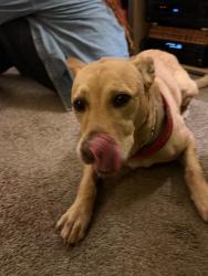 Found/Stray Male Dog last seen Broadway and warm springs, Boise, ID 83712