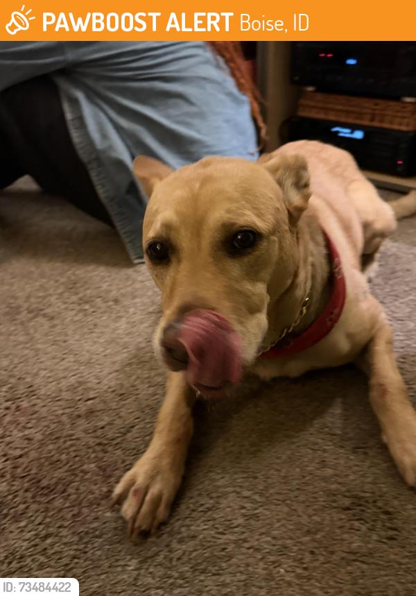 Found/Stray Male Dog last seen Broadway and warm springs, Boise, ID 83712
