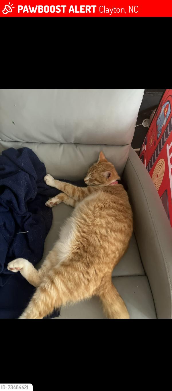 Lost Male Cat last seen Cobblestone, Clayton, NC 27520