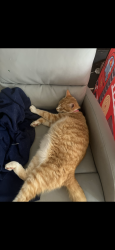 Lost Male Cat last seen Cobblestone, Clayton, NC 27520
