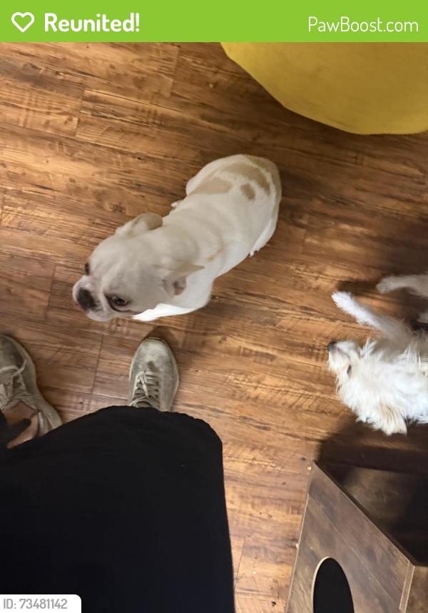 Reunited Male Dog last seen Near S Polk St DeSoto, TX 75115 United States, DeSoto, TX 75115