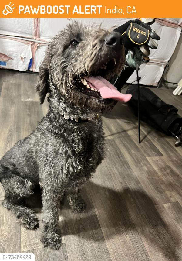 Found/Stray Female Dog last seen Hibiscus Ln and Cottonwood Ln Indio CA, Indio, CA 92201