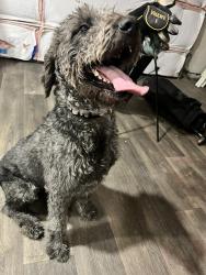 Found/Stray Female Dog last seen Hibiscus Ln and Cottonwood Ln Indio CA, Indio, CA 92201