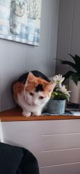 Lost Female Cat last seen Hannaford, Averill Park, NY 12018