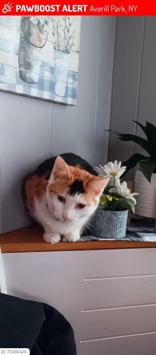 Lost Female Cat last seen Hannaford, Averill Park, NY 12018