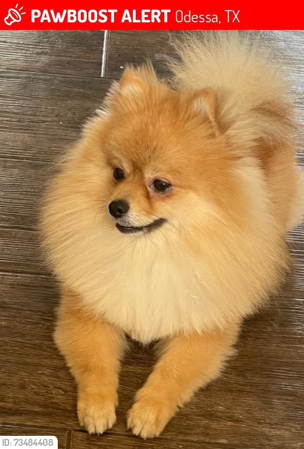 Lost Male Dog last seen Rebecca Ave near moss Ave and university, Odessa, TX 79763