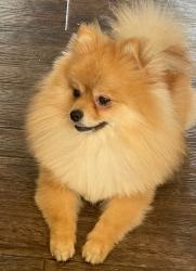 Lost Male Dog last seen Rebecca Ave near moss Ave and university, Odessa, TX 79763
