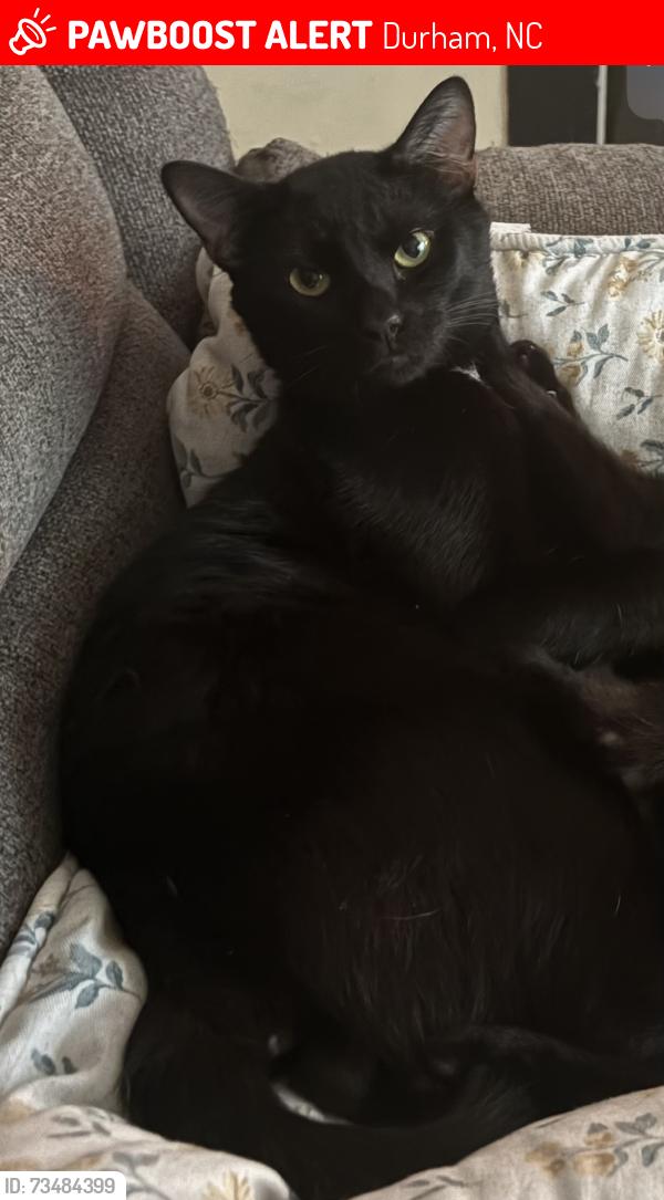 Lost Male Cat last seen Alston avenue, Durham, NC 27701