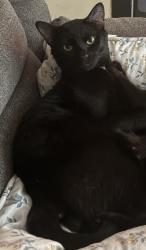 Lost Male Cat last seen Alston avenue, Durham, NC 27701
