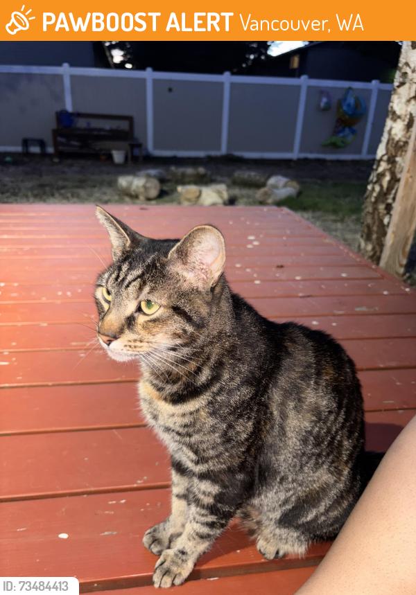 Found/Stray Unknown Cat last seen Lieser Neighborhood Park, Patricia Nierenberg Child Center, Vancouver, WA 98664