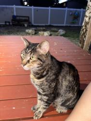 Found/Stray Unknown Cat last seen Lieser Neighborhood Park, Patricia Nierenberg Child Center, Vancouver, WA 98664