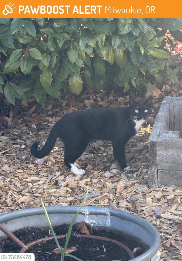 Found/Stray Unknown Cat last seen Linwood avenue, Milwaukie, OR 97222