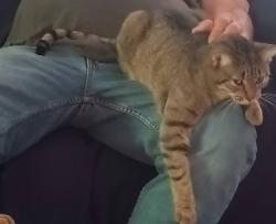 Reunited Female Cat last seen grand and overhill, Springfield, MO 65802
