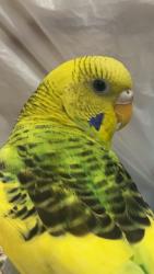 Lost Female Bird last seen Lynbrook, Lynbrook, NY 11563