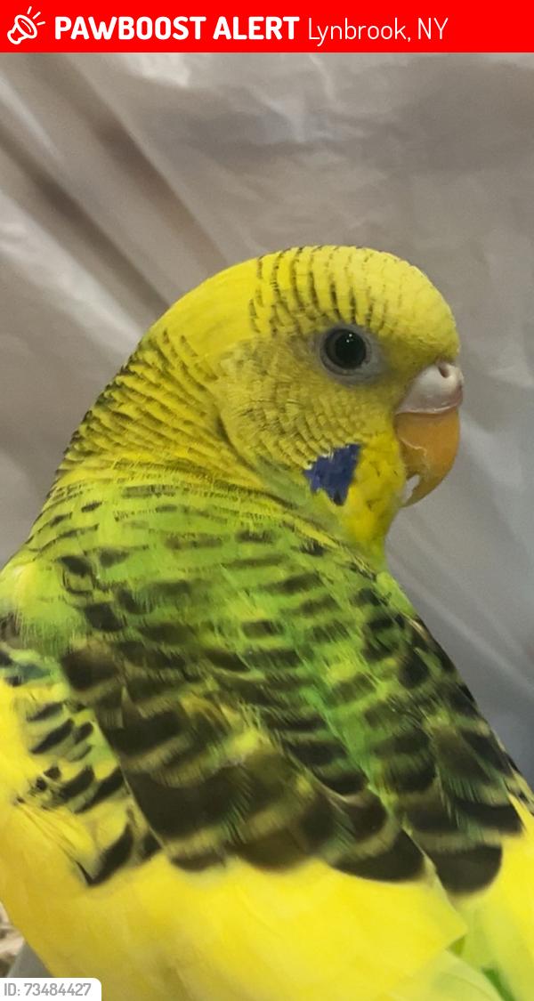 Lost Female Bird last seen Lynbrook, Lynbrook, NY 11563