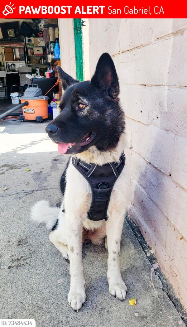 Lost Female Dog last seen San Gabriel Blvd and E Wells St, San Gabriel, CA 91776