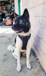 Lost Female Dog last seen San Gabriel Blvd and E Wells St, San Gabriel, CA 91776