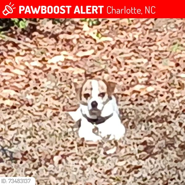 Lost Male Dog last seen Rhyne rd at victory Chevrolet, Charlotte, NC 28214