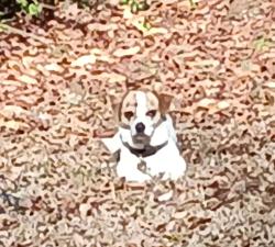 Lost Male Dog last seen Rhyne rd at victory Chevrolet, Charlotte, NC 28214