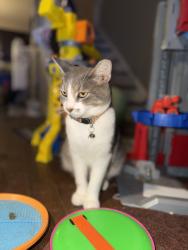 Lost Male Cat last seen Cobblestone, Clayton, NC 27520