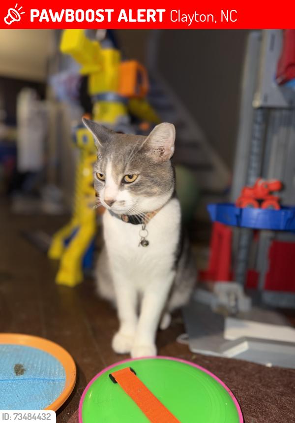 Lost Male Cat last seen Cobblestone, Clayton, NC 27520