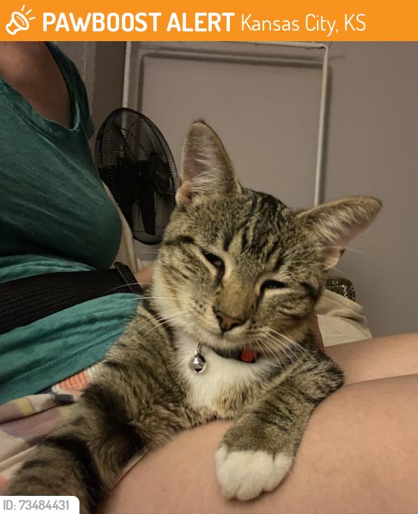 Found/Stray Female Cat last seen Silver Ave and 50th street, Kansas City, KS 66106