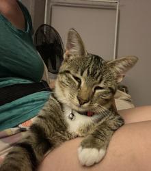 Found/Stray Female Cat last seen Silver Ave and 50th street, Kansas City, KS 66106