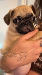 Lost Male Dog last seen Banister and Ben White Blvd, Austin, TX 78704