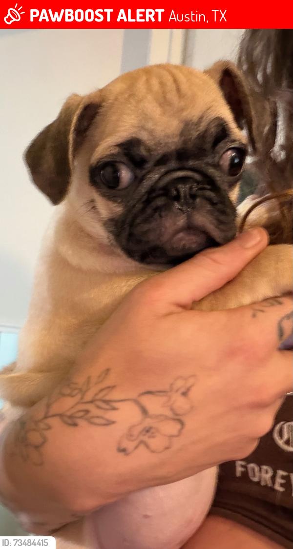Lost Male Dog last seen Banister and Ben White Blvd, Austin, TX 78704