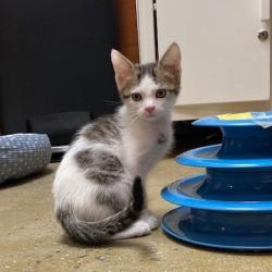 Shelter Stray Male Cat last seen , Animal Care & Control Team of Philly, 111 W Hunting Park Ave, Philadelphia, PA 19140, USA