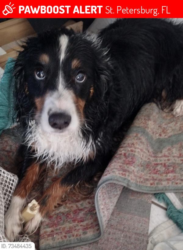 Lost Male Dog last seen 30th Ave S and 4th St, St. Petersburg, FL 33705