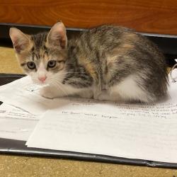 Shelter Stray Female Cat last seen , Animal Care & Control Team of Philly, 111 W Hunting Park Ave, Philadelphia, PA 19140, USA