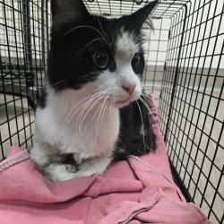 Shelter Stray Male Cat last seen , 361 S Raymond Ave, Pasadena, CA 91105, USA