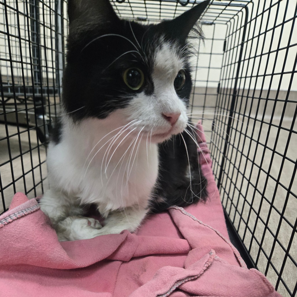 Shelter Stray Male Cat last seen , 361 S Raymond Ave, Pasadena, CA 91105, USA