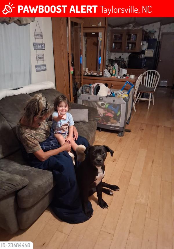 Lost Male Dog last seen Glade creek acres mhp, Taylorsville, NC 28681