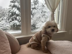Reunited Male Dog last seen Mashie dr & Westmanor ct, vienna, near Westwood country club, Vienna, VA 22180
