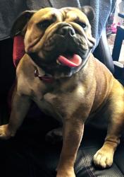 Reunited Female Dog last seen W 6th St, Santa Ana, CA 92703, USA, Santa Ana, CA 92703