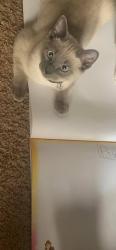 Lost Female Cat last seen Camino Crossing Subdivision (Rainbow&Northern), Rio Rancho, NM 87144