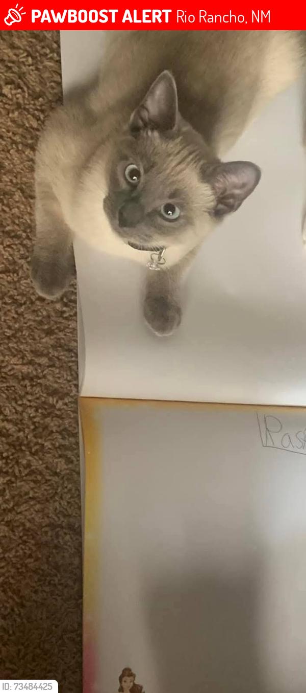 Lost Female Cat last seen Camino Crossing Subdivision (Rainbow&Northern), Rio Rancho, NM 87144