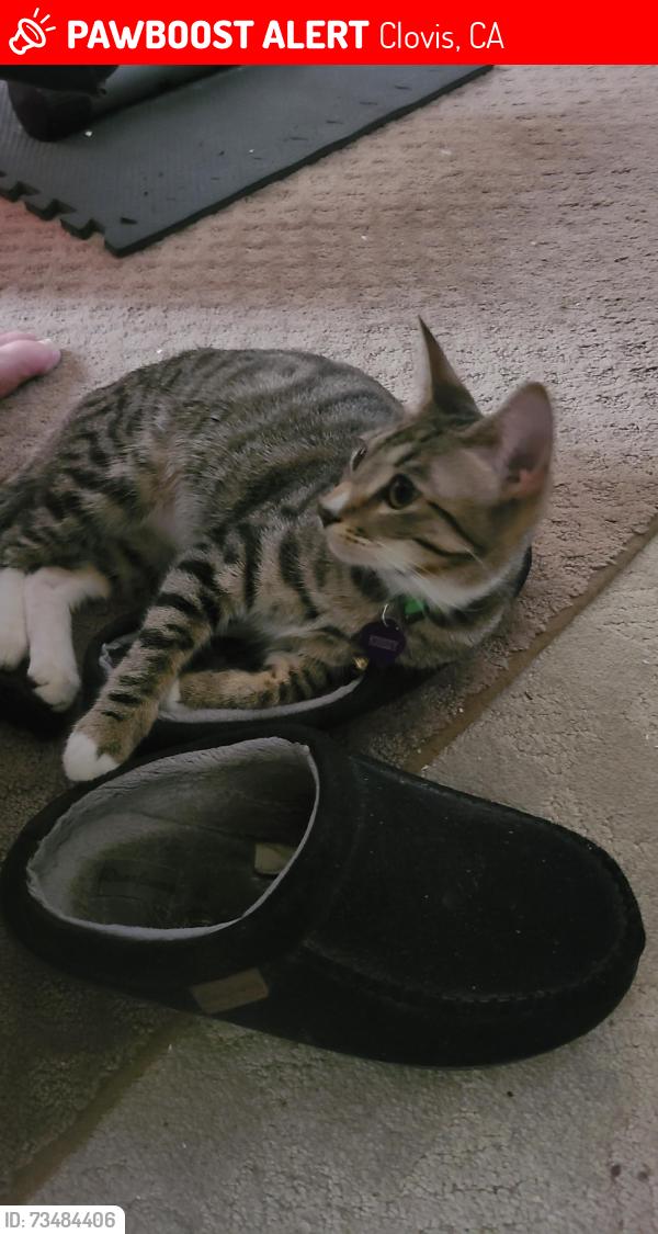Lost Female Cat last seen Temperance and Nees steets, Clovis, CA 93612