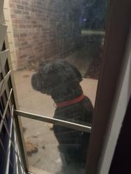 Found/Stray Unknown Dog last seen Douglas & Brookwood Dr, Midwest City, OK 73130