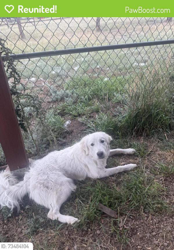 Reunited Female Dog last seen S Newton St, Denver, CO 80219