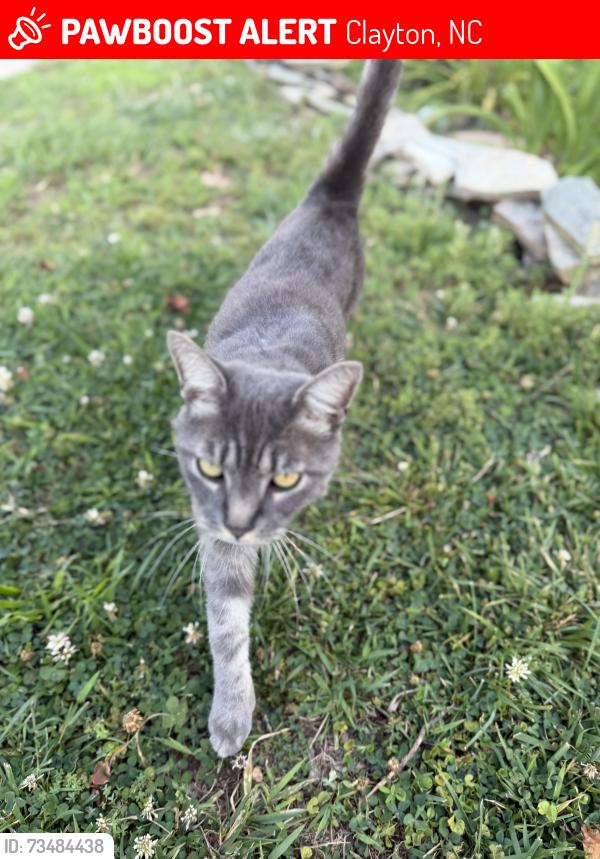 Lost Male Cat last seen Cobblestone, Clayton, NC 27520