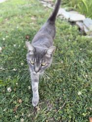 Lost Male Cat last seen Cobblestone, Clayton, NC 27520