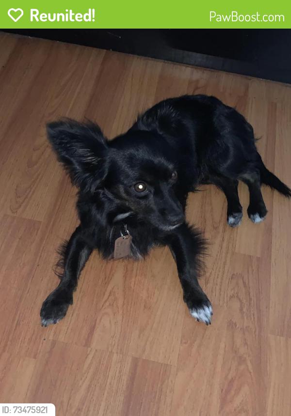 Reunited Male Dog last seen Vista Del Rosa, Downey, CA 90240