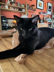 Lost Male Cat last seen Broad St, Reynoldsburg, OH 43068