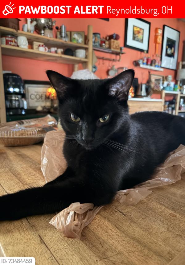 Lost Male Cat last seen Broad St, Reynoldsburg, OH 43068
