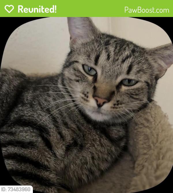 Reunited Female Cat last seen Near June Way, El Cajon, CA 92021, USA, El Cajon, CA 92021